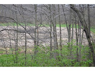 Property photo 17 - REAL ESTATE & PERSONAL PROPERTY AUCTION, 40 Acres offered in 4 Tracts or Combos
