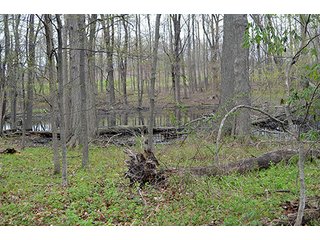 Property photo 32 - REAL ESTATE & PERSONAL PROPERTY AUCTION, 40 Acres offered in 4 Tracts or Combos