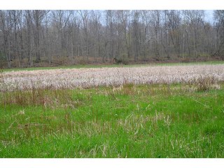 Property photo 67 - REAL ESTATE & PERSONAL PROPERTY AUCTION, 40 Acres offered in 4 Tracts or Combos