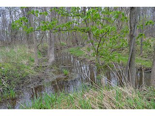 Property photo 80 - REAL ESTATE & PERSONAL PROPERTY AUCTION, 40 Acres offered in 4 Tracts or Combos