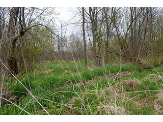 Property photo 54 - REAL ESTATE & PERSONAL PROPERTY AUCTION, 40 Acres offered in 4 Tracts or Combos