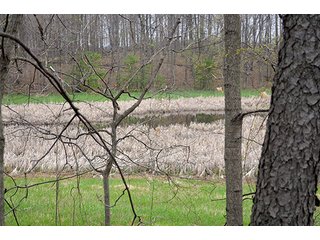 Property photo 73 - REAL ESTATE & PERSONAL PROPERTY AUCTION, 40 Acres offered in 4 Tracts or Combos