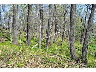 Property photo 25 - REAL ESTATE & PERSONAL PROPERTY AUCTION, 40 Acres offered in 4 Tracts or Combos