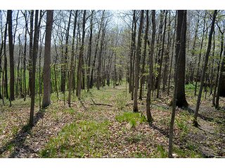 Property photo 65 - REAL ESTATE & PERSONAL PROPERTY AUCTION, 40 Acres offered in 4 Tracts or Combos