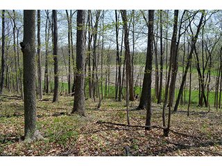 Property photo 81 - REAL ESTATE & PERSONAL PROPERTY AUCTION, 40 Acres offered in 4 Tracts or Combos