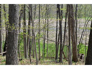 Property photo 16 - REAL ESTATE & PERSONAL PROPERTY AUCTION, 40 Acres offered in 4 Tracts or Combos