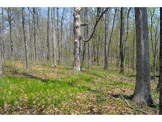 Property photo 99 - REAL ESTATE & PERSONAL PROPERTY AUCTION, 40 Acres offered in 4 Tracts or Combos