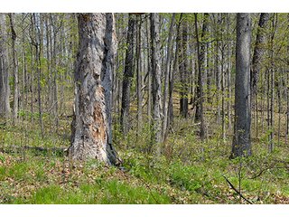 Property photo 22 - REAL ESTATE & PERSONAL PROPERTY AUCTION, 40 Acres offered in 4 Tracts or Combos