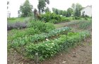 Property photo 29 - REAL ESTATE AUCTION, 163+/- Acres offered in 8 Tracts