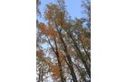 Property photo 91 - REAL ESTATE AUCTION, 163+/- Acres offered in 8 Tracts
