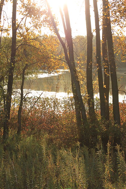 tract 5 - REAL ESTATE AUCTION, 163+/- Acres offered in 8 Tracts