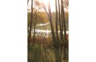 tract 5 - REAL ESTATE AUCTION, 163+/- Acres offered in 8 Tracts