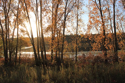 tract 5 - REAL ESTATE AUCTION, 163+/- Acres offered in 8 Tracts