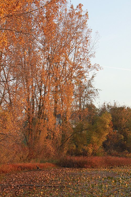 Property photo 79 - REAL ESTATE AUCTION, 163+/- Acres offered in 8 Tracts