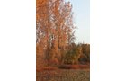 Property photo 79 - REAL ESTATE AUCTION, 163+/- Acres offered in 8 Tracts