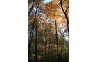 Property photo 120 - REAL ESTATE AUCTION, 163+/- Acres offered in 8 Tracts