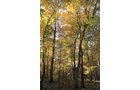 Property photo 123 - REAL ESTATE AUCTION, 163+/- Acres offered in 8 Tracts