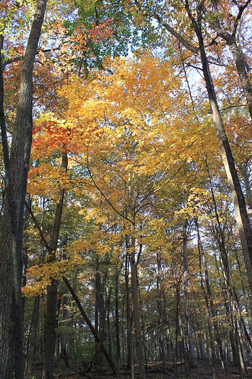 Property photo 131 - REAL ESTATE AUCTION, 163+/- Acres offered in 8 Tracts