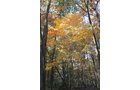 Property photo 131 - REAL ESTATE AUCTION, 163+/- Acres offered in 8 Tracts