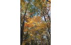 Property photo 56 - REAL ESTATE AUCTION, 163+/- Acres offered in 8 Tracts