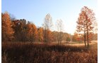 Property photo 75 - REAL ESTATE AUCTION, 163+/- Acres offered in 8 Tracts