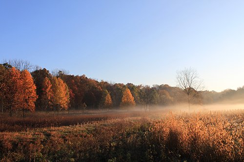tract 6 - REAL ESTATE AUCTION, 163+/- Acres offered in 8 Tracts