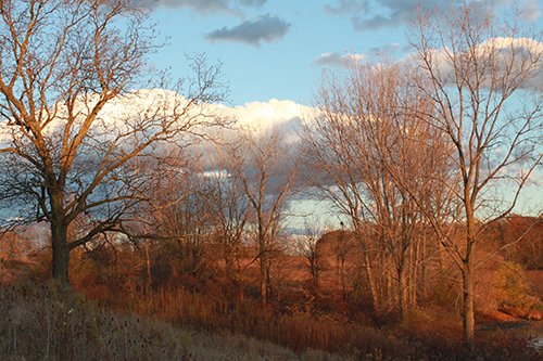 tract 4 - REAL ESTATE AUCTION, 163+/- Acres offered in 8 Tracts