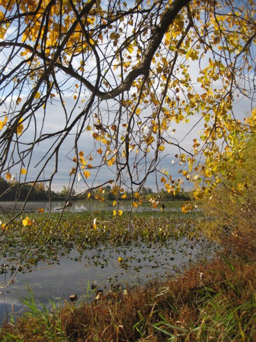 Property photo 68 - REAL ESTATE AUCTION, 163+/- Acres offered in 8 Tracts