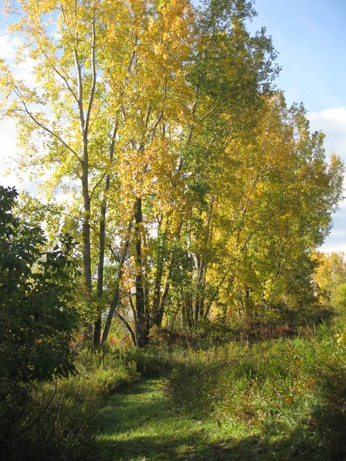 Property photo 81 - REAL ESTATE AUCTION, 163+/- Acres offered in 8 Tracts