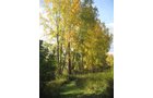 Property photo 81 - REAL ESTATE AUCTION, 163+/- Acres offered in 8 Tracts