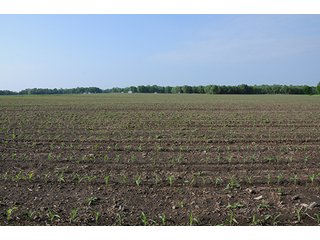 Property photo 21 - INDIANA FARMLAND AUCTION, 525+/- Acres in 8 Tracts