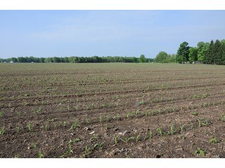 Property photo 18 - INDIANA FARMLAND AUCTION, 525+/- Acres in 8 Tracts