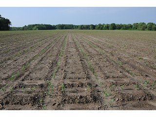 Property photo 16 - INDIANA FARMLAND AUCTION, 525+/- Acres in 8 Tracts