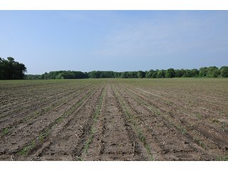 Property photo 39 - INDIANA FARMLAND AUCTION, 525+/- Acres in 8 Tracts