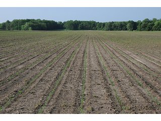 Property photo 40 - INDIANA FARMLAND AUCTION, 525+/- Acres in 8 Tracts