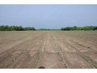 Property photo 15 - INDIANA FARMLAND AUCTION, 525+/- Acres in 8 Tracts