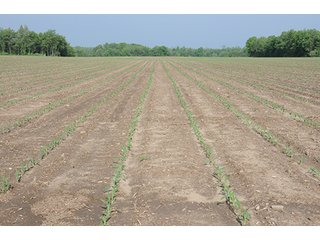 Property photo 17 - INDIANA FARMLAND AUCTION, 525+/- Acres in 8 Tracts