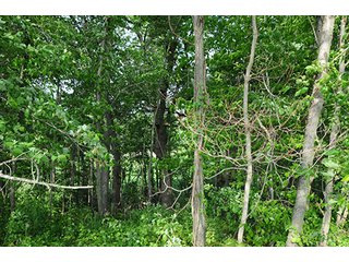 Property photo 26 - INDIANA FARMLAND AUCTION, 525+/- Acres in 8 Tracts
