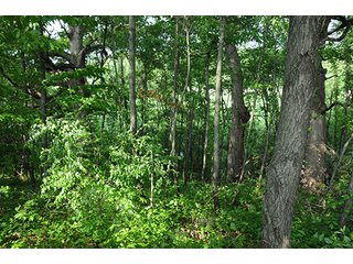 Property photo 28 - INDIANA FARMLAND AUCTION, 525+/- Acres in 8 Tracts