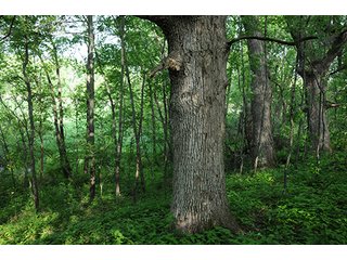 Property photo 27 - INDIANA FARMLAND AUCTION, 525+/- Acres in 8 Tracts