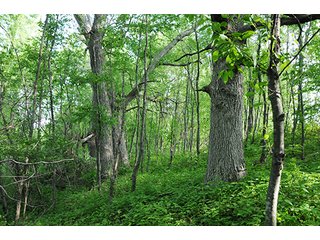 Property photo 25 - INDIANA FARMLAND AUCTION, 525+/- Acres in 8 Tracts