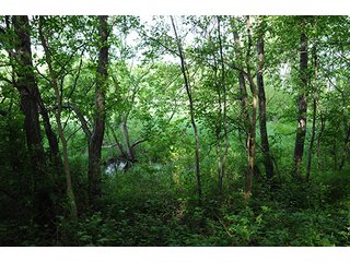 Property photo 24 - INDIANA FARMLAND AUCTION, 525+/- Acres in 8 Tracts