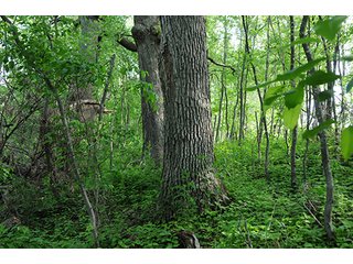 Property photo 23 - INDIANA FARMLAND AUCTION, 525+/- Acres in 8 Tracts