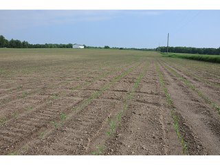 Property photo 19 - INDIANA FARMLAND AUCTION, 525+/- Acres in 8 Tracts