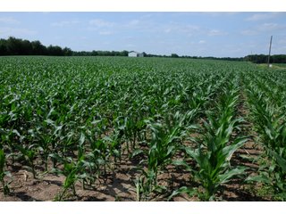 Tract 6 - INDIANA FARMLAND AUCTION, 525+/- Acres in 8 Tracts