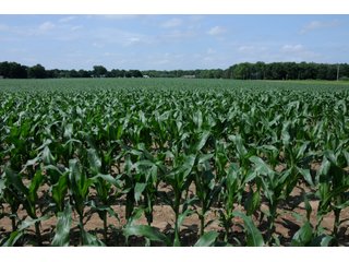 Tract 6 - INDIANA FARMLAND AUCTION, 525+/- Acres in 8 Tracts