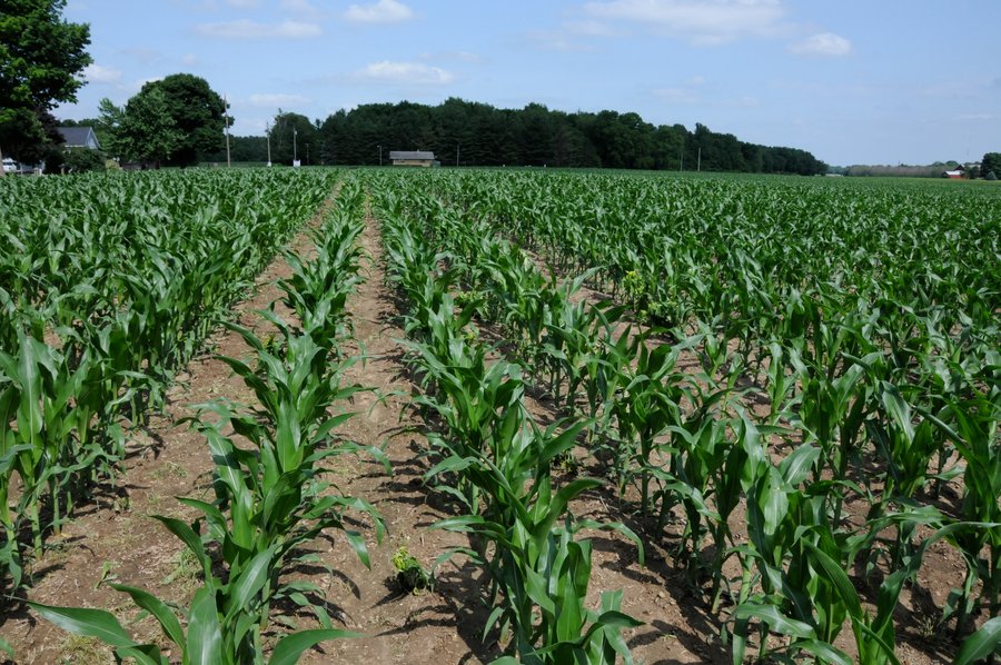 INDIANA FARMLAND AUCTION, 525+/- Acres in 8 Tracts
