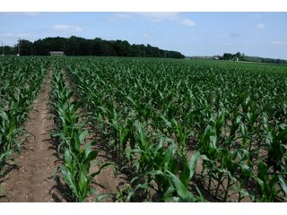 Tract 6 - INDIANA FARMLAND AUCTION, 525+/- Acres in 8 Tracts
