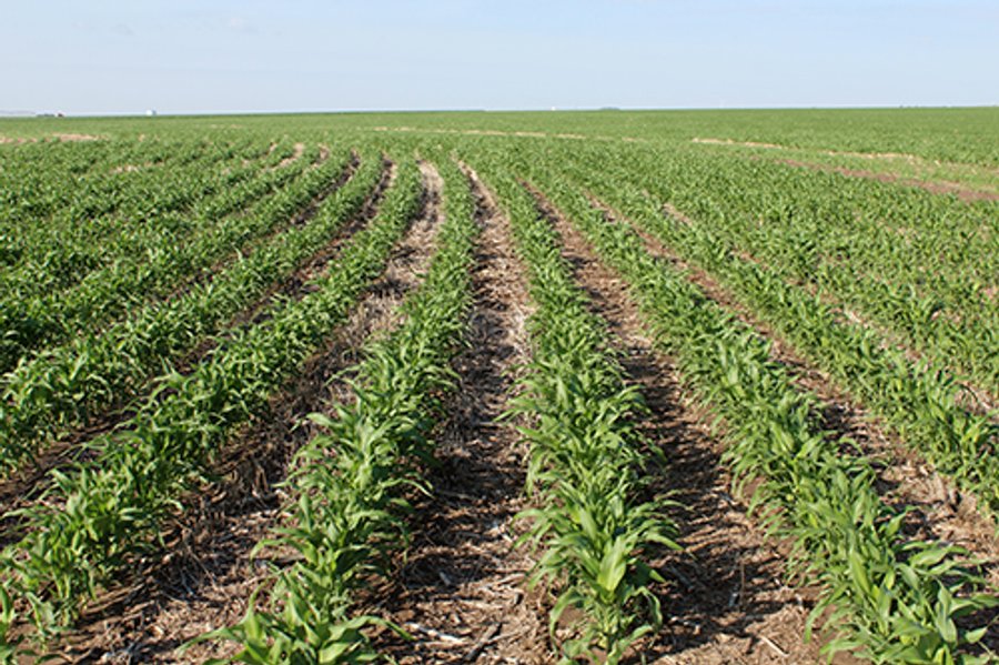 TEXAS LAND AUCTION, 4,158+/- Acres offered in 3 Tracts