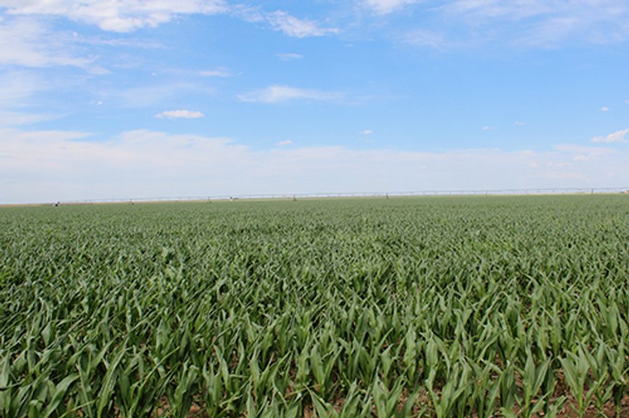 TEXAS LAND AUCTION, 1896+/- offered in 4 Tracts